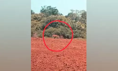 వ్యవసాయ పొలాల్లో పెద్దపులి సంచారం..