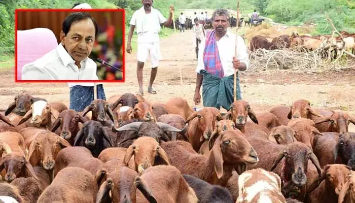 సర్కార్కు కొత్త తిప్పలు.. ఎన్నికల వేళ ఛాలెంజింగా మారిన సెకండ్ ఫేజ్ గొర్రెల పంపిణీ! సర్కార్కు కొత్త తిప్పలు.. ఎన్నికల వేళ ఛాలెంజింగా మారిన సెకండ్ ఫేజ్ గొర్రెల పంపిణీ!