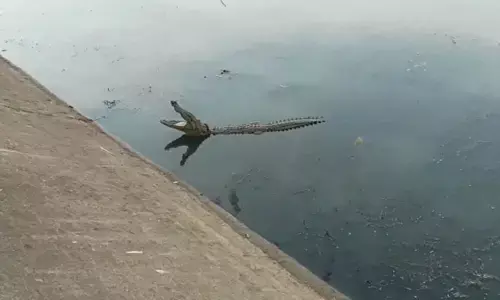 ఎన్టీఆర్ కెనాల్‌లో మొసలి సంచారం కలకలం..