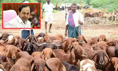 సర్కార్‌కు కొత్త తిప్పలు.. ఎన్నికల వేళ ఛాలెంజింగా మారిన సెకండ్ ఫేజ్ గొర్రెల పంపిణీ!