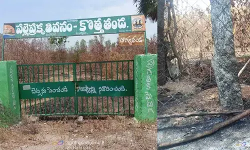 కొత్త తండా పల్లె ప్రకృతి వనంకు నిప్పు.. కాలిపోయిన మొక్కలు