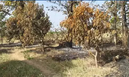 మామిడి తోట దగ్ధం..