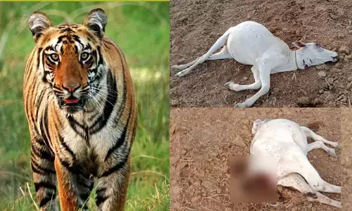 ఆ గ్రామాల్లో పెద్దపులి, చిరుత సంచారం.. భయాందోళనలో ప్రజలు
