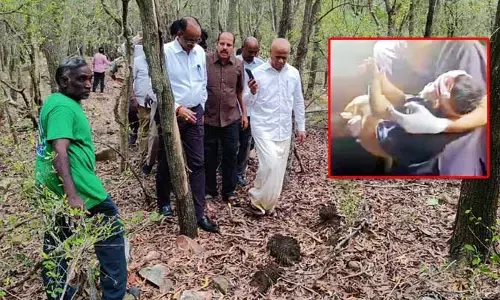 Tirumala: చిరుత దాడి చేసిన ప్రాంతం ఇదే.. ఫుల్ నిఘా పెట్టిన టీటీడీ