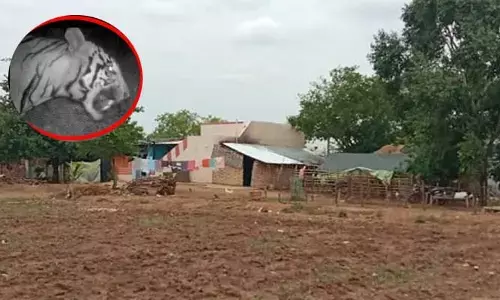 Tension: ఈ గ్రామానికి 100 మీటర్ల దూరంలో రెండు పులులు.. ఏ క్షణమైనా దాడి!