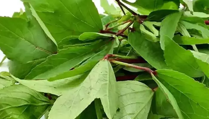 Gongura : గోంగూర తినడం వలన ఎన్ని ఆరోగ్య ప్రయోజనాలో తెలుసా? Gongura : గోంగూర తినడం వలన ఎన్ని ఆరోగ్య ప్రయోజనాలో తెలుసా?