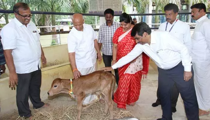 Tirumala: దేశంలోనే తొలిసారిగా సరోగసి ద్వారా దూడ జననం Tirumala: దేశంలోనే తొలిసారిగా సరోగసి ద్వారా దూడ జననం