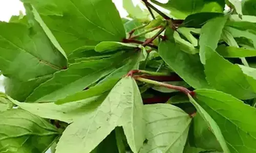 Gongura : గోంగూర తినడం వలన ఎన్ని ఆరోగ్య ప్రయోజనాలో తెలుసా?