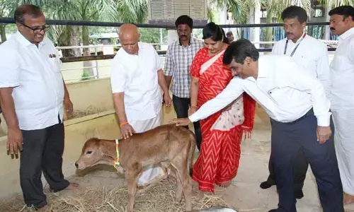 Tirumala: దేశంలోనే తొలిసారిగా సరోగసి ద్వారా దూడ జననం