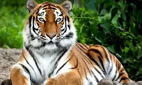 Visakha: జూలో విషాదం.. మరో ‘టైగర్ కుమారి’ మృతి