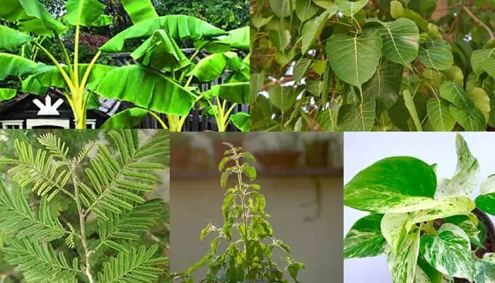 మీ ఇంట్లో నెగిటివ్ ఎనర్జీ పోవాలంటే ఈ చెట్లను పెంచండి.. పూజించండి.. మీ ఇంట్లో నెగిటివ్ ఎనర్జీ పోవాలంటే ఈ చెట్లను పెంచండి.. పూజించండి..