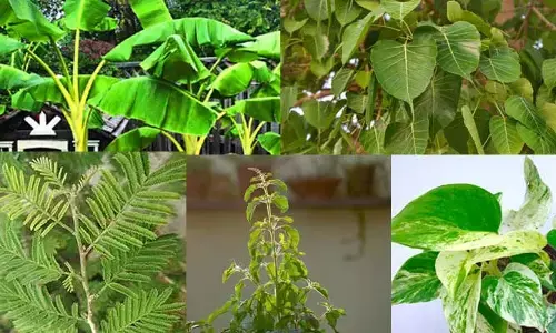 మీ ఇంట్లో నెగిటివ్ ఎనర్జీ పోవాలంటే ఈ చెట్లను పెంచండి.. పూజించండి..