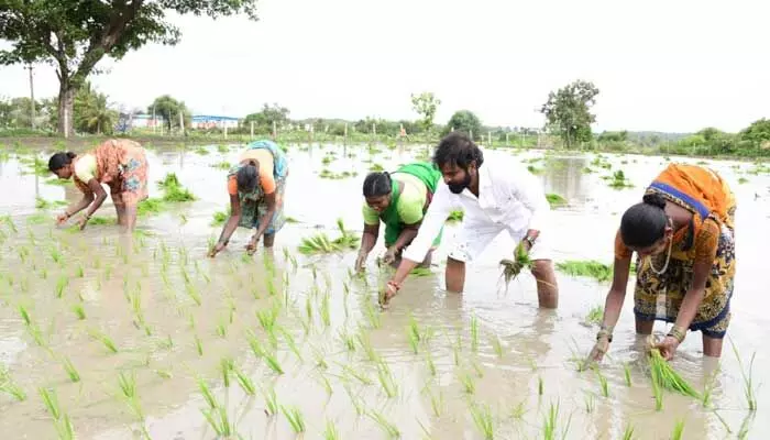 ఎరువు చల్లి.. వరి నాట్లు వేసిన మంత్రి శ్రీనివాస్ గౌడ్ | Minister Srinivas  Goud spread manure and planted rice