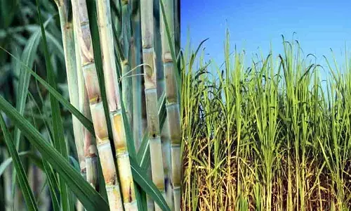 అపహాస్యపు చెరకు మద్దతు ధర !