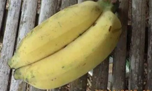 జంట అరటి పండ్లు తింటే కవలపిల్లలు పుడుతారా?