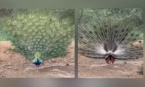 ఆహా మయూరమా!.. నీ నాట్యం చూడతరమా!!(వీడియో)