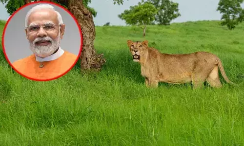 World Lion Day 2023: ‘వరల్డ్ లయన్ డే’. ప్రధాని మోడీ ఇంట్రెస్టింగ్ ట్వీట్