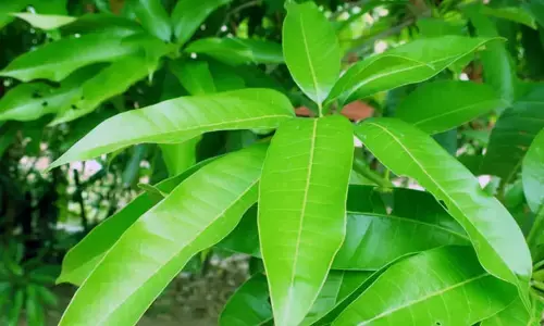 Mango Leaves :  మామిడి ఆకులతో ఎన్ని ఆరోగ్య ప్రయోజనాలున్నాయో తెలుసా?