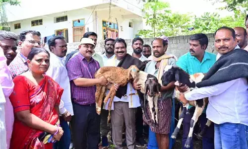 గొల్ల కురుమల ఆర్థిక, సామాజికాభివృద్ధి సాధనకే గొర్రెల పంపిణీ : ఎమ్మెల్యే అరూరి