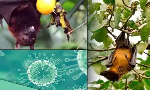 కేరళ రాష్ట్రంలో నిఫా వైరస్ కలకలం.. ఇద్దరు మృతి!