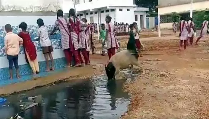 తెలంగాణ ప్రభుత్వ స్కూల్లో పందులు.. ఇదేనా డెవలప్మెంట్ అంటూ నెటిజన్ల ఫైర్ తెలంగాణ ప్రభుత్వ స్కూల్లో పందులు.. ఇదేనా డెవలప్మెంట్ అంటూ నెటిజన్ల ఫైర్