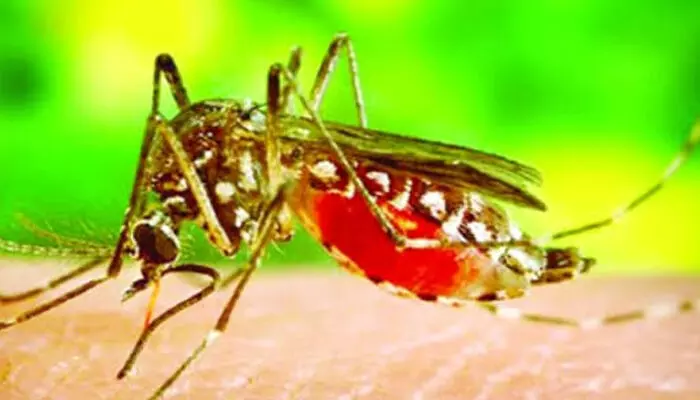 డెంగ్యూ భారీన పడకుండా ఉండాలా.. ఈ టిప్స్ పాటించాల్సిందే! డెంగ్యూ భారీన పడకుండా ఉండాలా.. ఈ టిప్స్ పాటించాల్సిందే!