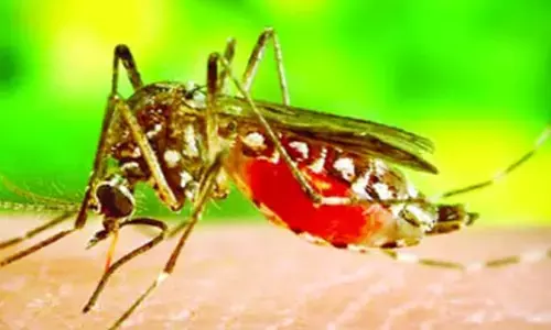 డెంగ్యూ భారీన పడకుండా ఉండాలా..  ఈ టిప్స్ పాటించాల్సిందే!