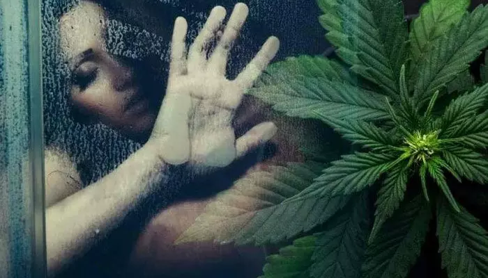 Cannabis Medicine : మగువలకు గంజాయి మత్తు.. దివ్య ఔషధం! అబ్బురపడిపోతున్న గైనకాలజిస్టులు !! Cannabis Medicine : మగువలకు గంజాయి మత్తు.. దివ్య ఔషధం! అబ్బురపడిపోతున్న గైనకాలజిస్టులు !!
