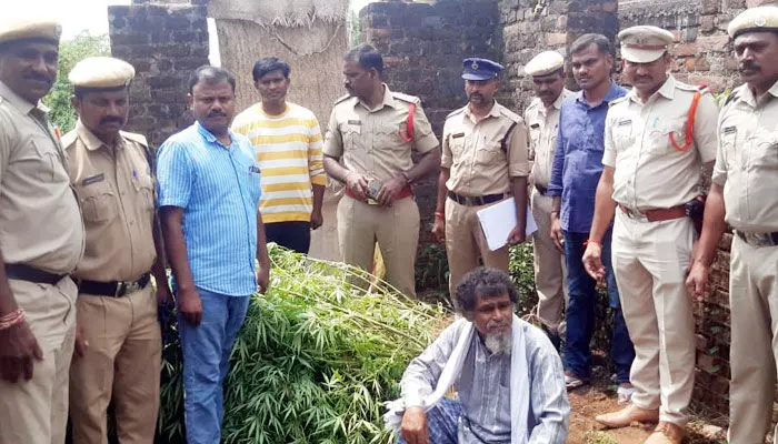 సిరిమల్లె చెట్టు కాదు.. అది గంజాయి మొక్క సిరిమల్లె చెట్టు కాదు.. అది గంజాయి మొక్క