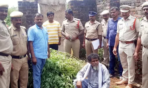 సిరిమల్లె చెట్టు కాదు.. అది గంజాయి మొక్క