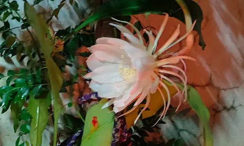 Brahma kamalam : బెల్లంపల్లిలో వికసించిన బ్రహ్మ కమలం..