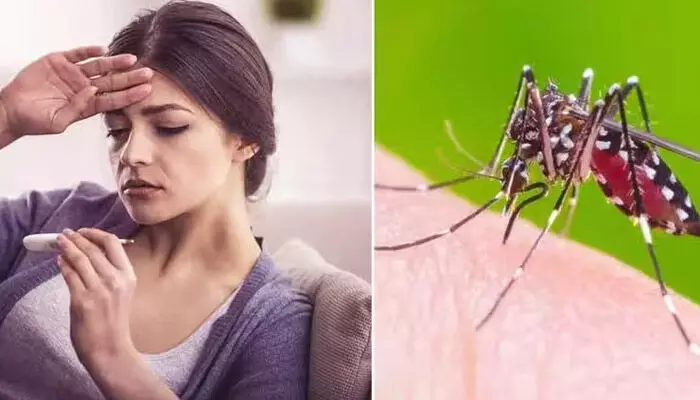 Dengue Home Remedy: డెంగ్యూ నుండి త్వరగా కోలుకోవాలంటే.. ఈ డ్రింక్స్ తీసుకుంటే చాలు Dengue Home Remedy: డెంగ్యూ నుండి త్వరగా కోలుకోవాలంటే.. ఈ డ్రింక్స్ తీసుకుంటే చాలు