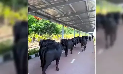సైకిల్ ట్రాక్ కాదు.. ‘బఫెల్లో ట్రాక్‌’ (వీడియో)