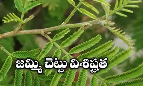దసరా స్పెషల్: జమ్మి చెట్టుకు ఉన్న ప్రత్యేకత ఇదే!