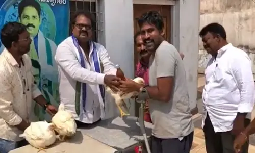 వైసీపీ దసరా తాయిలాలు: బతికున్న కోడీ, మందుబాటిల్