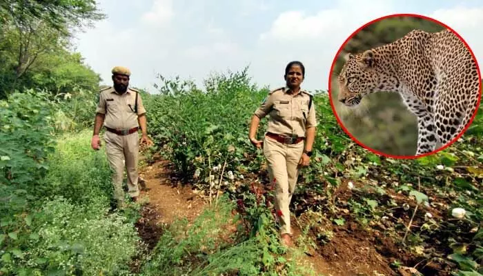 ఆ రెండు మండలాల్లోకి చిరుతపులి ఎంట్రీ.. వణికిపోతున్న ప్రజలు ఆ రెండు మండలాల్లోకి చిరుతపులి ఎంట్రీ.. వణికిపోతున్న ప్రజలు