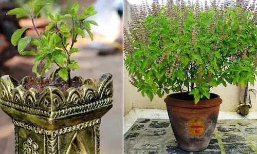 Tulasi: చనిపోయిన తులసి మొక్కను తిరిగి బ‌తికించ‌వ‌చ్చా?