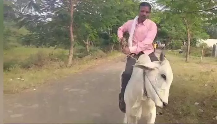 ఓటు వేయడానికి ఆవు పై వచ్చిన ఓటరు ఓటు వేయడానికి ఆవు పై వచ్చిన ఓటరు