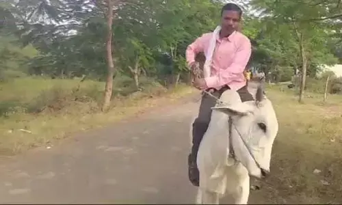 ఓటు వేయడానికి ఆవు పై వచ్చిన ఓటరు