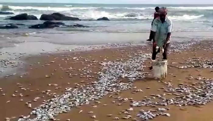 టన్నుల కొద్ది చేపలు ఫ్రీ.. ఎగబడి ఎత్తుకుపోతున్న జనం టన్నుల కొద్ది చేపలు ఫ్రీ.. ఎగబడి ఎత్తుకుపోతున్న జనం