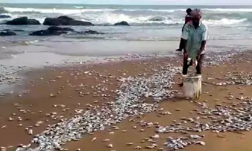 టన్నుల కొద్ది చేపలు ఫ్రీ.. ఎగబడి ఎత్తుకుపోతున్న జనం
