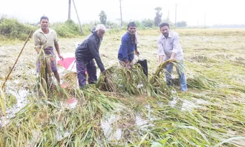 నట్టేట ముంచిన తుఫాను: రైతులను ఆదుకోవాలని సీపీఎం డిమాండ్