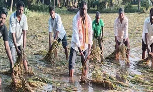 మిచౌంగ్ తుఫాన్ ఎఫెక్ట్: కన్నీరు పెడుతున్న అన్నదాత
