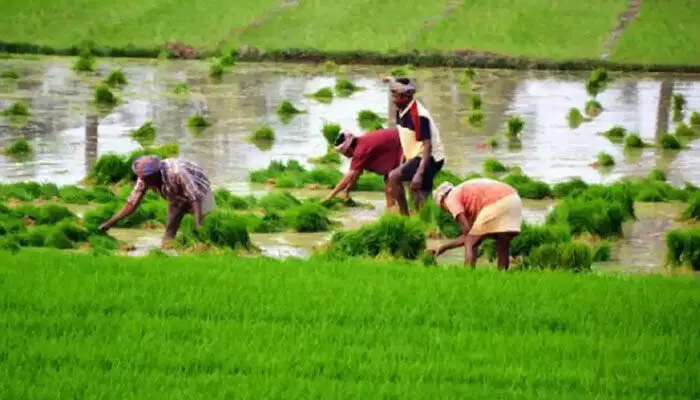 Telangana Rythu Runa Mafi: రైతులకు గుడ్ న్యూస్.. రూ.2 లక్షల రైతు రుణమాఫీపై సీఎం రేవంత్ కీలక ఆదేశాలు Telangana Rythu Runa Mafi: రైతులకు గుడ్ న్యూస్.. రూ.2 లక్షల రైతు రుణమాఫీపై సీఎం రేవంత్ కీలక ఆదేశాలు