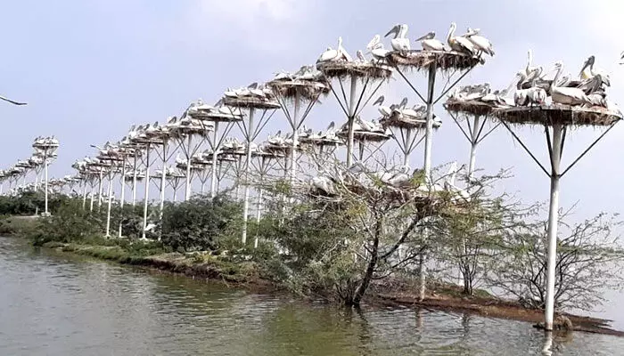 కొల్లేరుకు జలకళ...తరలివస్తున్న పక్షులు కొల్లేరుకు జలకళ...తరలివస్తున్న పక్షులు