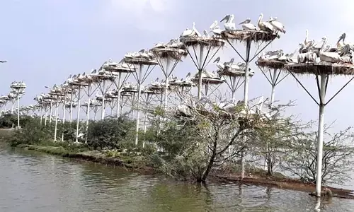 కొల్లేరుకు జలకళ...తరలివస్తున్న పక్షులు