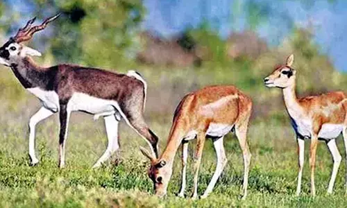 Ap News: వన్యప్రాణుల సంరక్షణపై అటవీశాఖ  కీలక నిర్ణయం