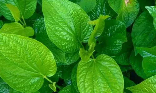 తమలపాకులు నమిలితే కలిగే ప్రయోజనాలివే.. ఆ తప్పు మాత్రం చేయొద్దు !