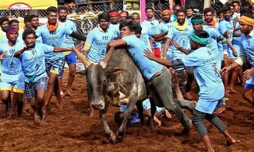 తమిళనాడులో జల్లికట్టు ఆట షురూ