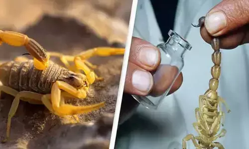 వజ్రాల కంటే తేళ్ల ధరే ఎక్కువ.. ఆ తేలు విషం విలువ వేల కోట్లు